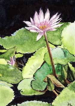 "Water Lily II" by Beverly Larson, Oregon WI - Watercolor